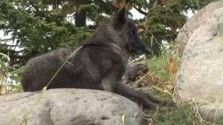 旭山動物園007 オオカミの森  Asahiyama Zoo007 Wolf room [upl. by Saleme]