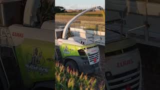 Opening a field Rogers Custom Contractors style farmingharvest farming claas [upl. by Aihtekal]