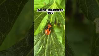 False Milkweed Bug shorts [upl. by Ricardama]