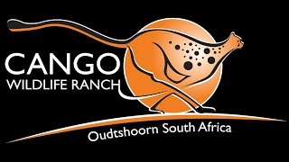 Everything you need to know about Cango Wildlife Ranch [upl. by Haimes]