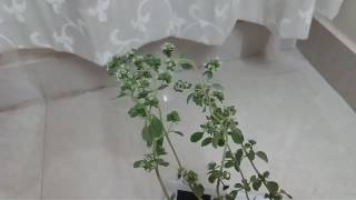 How to grow marjoram oregano herb [upl. by Grounds498]