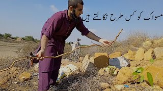 Miswak Salvadora Persica tree  by Qari adil khan HD  Video 2022 سواک [upl. by Lehsreh]