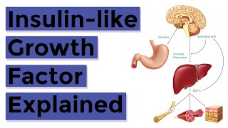 Insulin Like Growth Factor 1 IGF1 Explained Everything You Should Know [upl. by Krishna926]