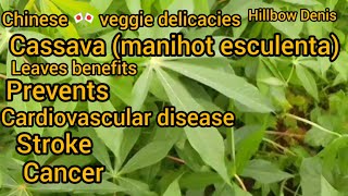 Cassava Manihot EsculentaLeaves a powerful antioxidant prevent cardiovascular Ds stroke amp cancer [upl. by Niamert]