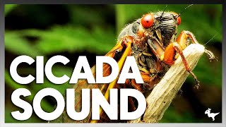 CICADA SOUND REAL EFFECT [upl. by Hurd]