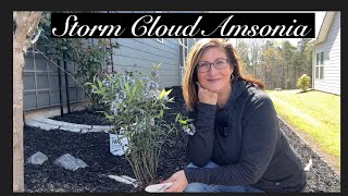 Easy to Grown Perennial Plant called Storm Cloud Amsonia Plant Overhaul from Creekside Nursery [upl. by Estrella]