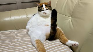 CATS make us LAUGH ALL THE TIME 😹 Ultra FUNNY CAT videos 2024 [upl. by Geof]