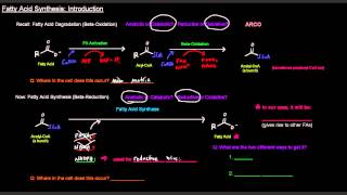 Regulation of fatty acid metabolism  Fatty acid biosynthesis vs breakdown [upl. by Currier365]