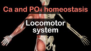 Calcium and Phosphate homeostasis [upl. by Persian]