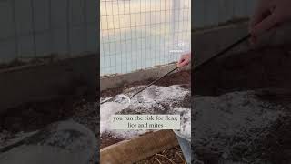 How to keep your chickens free of lice mites and fleas youtubeshorts reels shorts [upl. by Nosniv83]