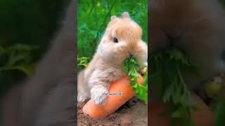 Cute baby 🐇 eating 🥕🥕 shorts ytshorts tahaworldx8d [upl. by Muriel]