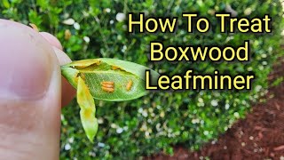 How To Identify and Treat Boxwood Leafminer [upl. by Ilamad]