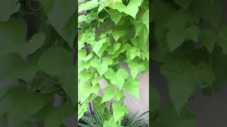 Sweet Potato Vine  Treasure Island Makatea  Beautiful bright green vine [upl. by Tavy]