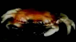 B52s Rock Lobster [upl. by Marola919]