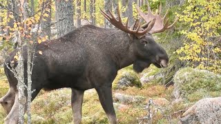 ÄLGLOCK  MOOSE CALLING 2024  14taggare Hälsingland [upl. by Peyter]