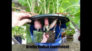 Kratky Radish Experiment [upl. by Carlynne]