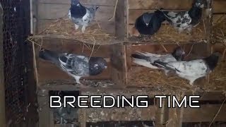 How to start Pigeons breeding  Succesfull Breeding Tips amp Nesting Habits of Pigeons [upl. by Brockie]