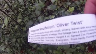 Pittosporum tenuifolium Oliver Twist 10L at Big Plant Nursery in West Sussex UK [upl. by Dasie]