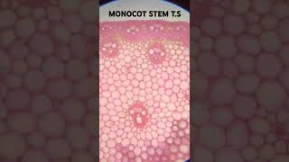 Monocot stem section [upl. by Ardrey]