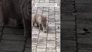 A woman rescues a trapped bobcat and then bobcat cat short [upl. by Omora]