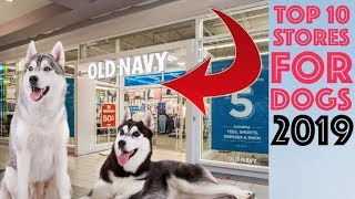 10 Stores That You Didnt Know You Can Take Your Husky To [upl. by Norrek]