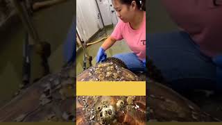 🏖️🐢 Watch a turtles amazing rescue barnacles 💙✨ TurtleRescue MarineLife Oceans NatureLovers [upl. by Niai]