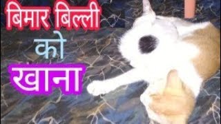 Bimar billi ko khana बीमार बिल्ली को खाना sick cat not eating [upl. by Aurelius]