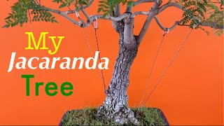 Jacaranda Tree Bonsai  Late Spring Pruning  June 2020 [upl. by Rachaba]