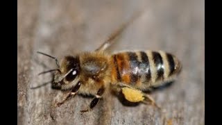 Choosing the best type of honey bees and traits of those honey bees [upl. by Flita25]