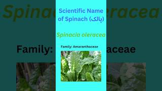 scientific name of Spinach Spinacia oleracea spinachbotany biology planttaxonomy [upl. by Nahgeem]