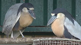 Boatbilled Herons [upl. by Nylssej]