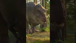 Did You Know Dinosaurs Had Feathers The Surprising Truth shorts dinosaur coler [upl. by Bandler799]