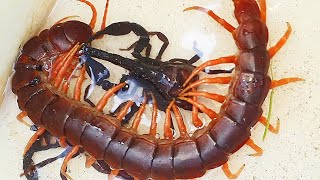 Hunting Near My House With Black Scorpions Vs Giant Centipede and Giant Earth Worm centipedes [upl. by Midan454]