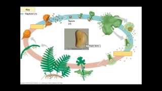 The Fern Lifecycle [upl. by Blasien938]