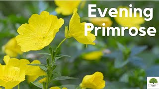 Evening Primrose  TN Nursery [upl. by Reid]