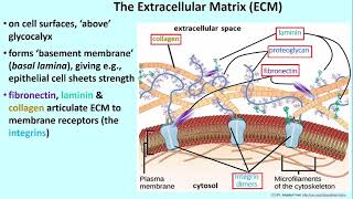 2922 The Extracellular Matrix [upl. by Schweiker]