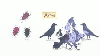 DIE ENTSTEHUNG VON ARTEN  Biologie  Evolutionsbiologie [upl. by Anaic314]