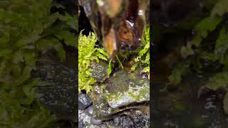 Orange Springtail Vibing by Waterfall youtubeshort vivariums nature [upl. by Kippie]