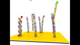 DNA Microarray [upl. by Luna96]