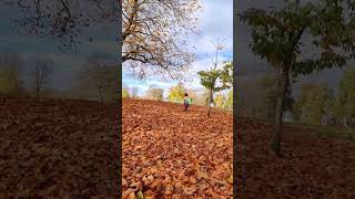 Girl having fun with dry leaves shorts short leaves dried girl play fun shortvideo [upl. by Noni]