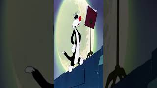 Sylvester The Cat  Looney Tunes ‘El Figaro’ Back Alley Oproar 1948 sylvester looneytunes [upl. by Dlanigger]