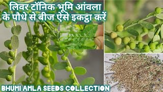 लिवर टॉनिक भूमि आंवला के पौधे से बीज कैसे इकट्ठा करेंHow to collect seeds from Bhumi Amla [upl. by Jase]