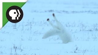 Arctic Fox Fails [upl. by Chaunce]