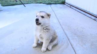 Husky Puppys 1st Howl [upl. by Louls]