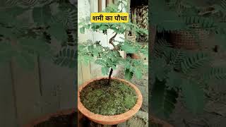 Mimosa plant  शमी का पौधा shorts youtubeshorts plants astrology garden [upl. by Nesila434]