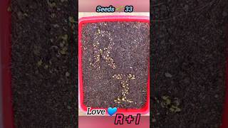 Mustard বীজ রোপন করার পর R I আকার ধারণ করেছে  seeds planting shape RI seedsplants33 seeds grow [upl. by Mervin]