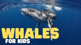 Whales for Kids  Learn all about toothed and baleen whales [upl. by Annabela]