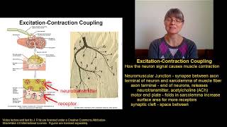 Muscle Contraction Part 2 [upl. by Nuawad961]