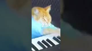 Piano cat 😢 100X1X [upl. by Laefar]