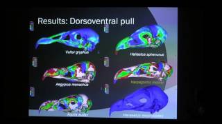 THE FEEDING BIOMECHANICS OF HAAST’S EAGLE HARPAGORNIS MOOREI [upl. by Kirbie]